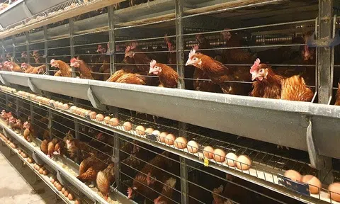 Việt Nam sản xuất ra gần 20 tỷ quả trứng gia cầm, chỉ xuất khẩu 1%