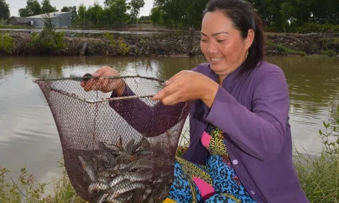 Loại cá dân ăn lẩu mê tít giá tăng vọt, thương lái ồ ạt thu gom