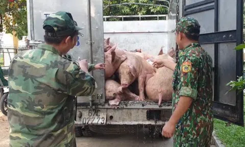 Giá heo xuống thấp, gần tết lại nóng chuyện heo nhập lậu, người chăn nuôi kiến nghị khẩn