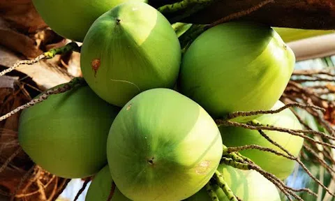 Nông nghiệp xanh sẽ tạo sức bật cho nông sản Bến Tre khẳng định vị thế