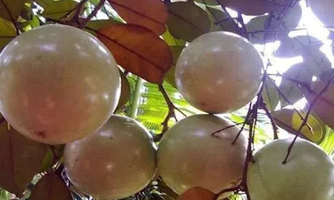 Tuyệt chiêu trồng vú sữa trái vụ, nông dân thu về gần 800 triệu đồng mỗi vụ