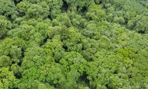 Việt Nam khẳng định nỗ lực giảm phát thải carbon và lộ trình ra đời thị trường tín chỉ carbon