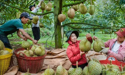 Sầu riêng Việt 'đổ bộ' chiếm ưu thế trước sầu riêng Thái Lan tại thị trường Trung Quốc