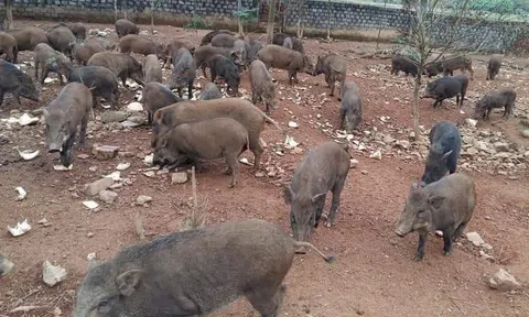 Nuôi lợn rừng 'sang chảnh' thoát cảnh rớt giá, cận tết khách tới tấp đặt hàng