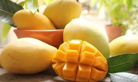 Nâng tầm trái xoài cát Hòa Lộc từ sản xuất xanh gắn với du lịch