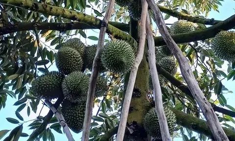 Gần tết giá sầu riêng tăng kỷ lục mỗi héc ta thu trên 2,6 tỷ đồng