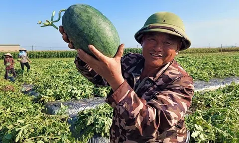 Những vấn đề lưu ý trong Nghị định thư về dưa hấu tươi xuất khẩu sang Trung Quốc