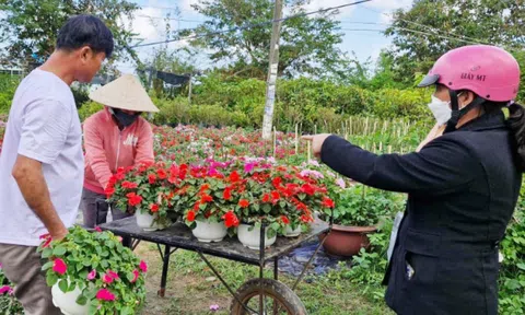 Những cung bậc hoa tết, nơi tăng tốc chăm sóc nơi phập phồng lo tiêu thụ khó