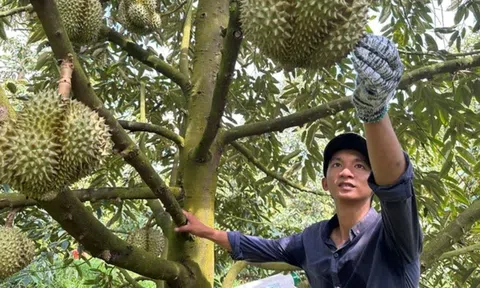 Những nông sản xuất khẩu tỷ đô 'gặp khó' giải pháp nào tránh rủi ro?