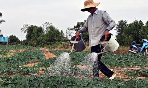 Canh tác thông minh trồng dưa hấu trên đất mặn, tết này thu lớn vì trúng mùa