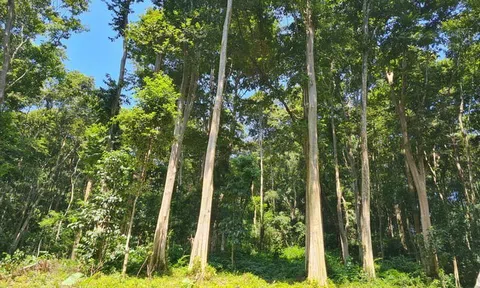 Chuyển đổi xanh sẽ tạo sức bật để ngành Gỗ Việt Nam phát triển bền vững