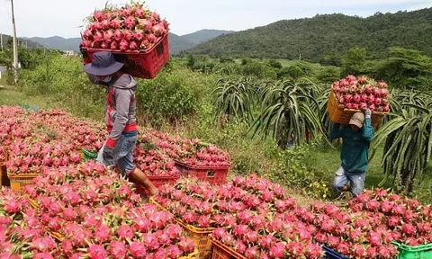 Hàng nghìn xe nông sản tại cửa khẩu Lạng Sơn, dự báo bùng nổ xuất khẩu thanh long, mít, chuối