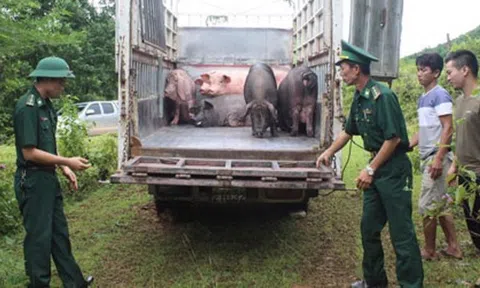 Bộ Nông nghiệp đề nghị 3 Bộ phối hợp ngăn chặn buôn lậu gia súc, gia cầm qua biên giới