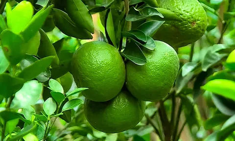 Trồng cam sành hữu cơ cho trái đẹp và kéo dài thời gian thu hoạch