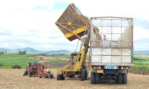 Công nghệ tiên tiến biến vùng đất khô cằn thành cánh đồng mía trù phú