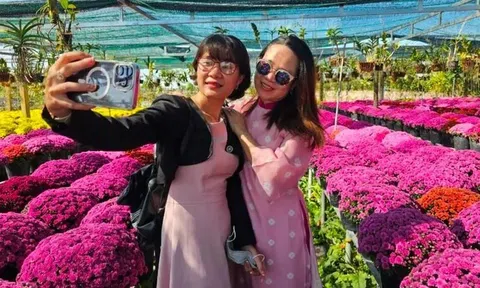 'Thủ phủ' hoa tết trúng vụ cúc mâm xôi, khách đến mua tại vườn giá tăng vọt