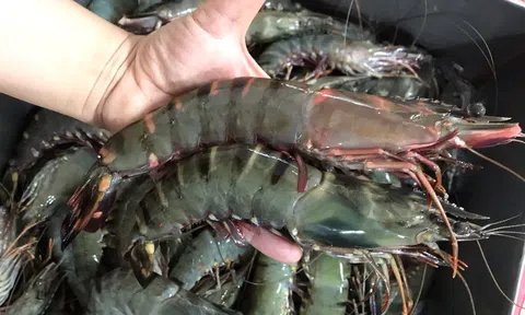 Giải pháp để ngành tôm vượt ngưỡng xuất khẩu 4 tỷ USD trong năm 2024