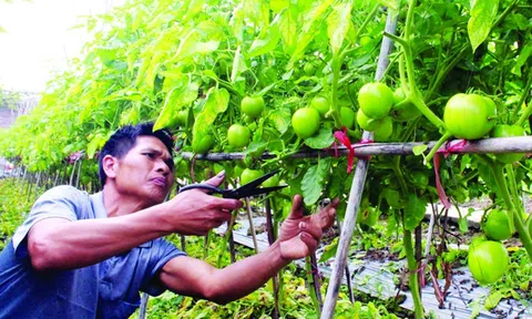 Nông nghiệp thông minh cần đẩy mạnh ứng dụng công nghệ mới để đón đầu xu thế