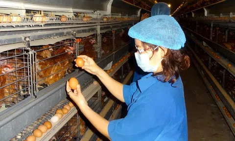 Chính sách kinh tế mới hiệu lực từ tháng 2/2024 liên quan tới thuế nhập khẩu nông sản, kinh doanh thuốc lá