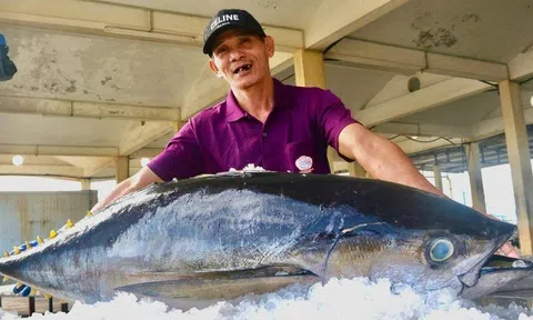Đầu năm đánh bắt cá ngừ khởi sắc kỳ vọng giữ vị thế 'con cá tỷ đô' xuất khẩu