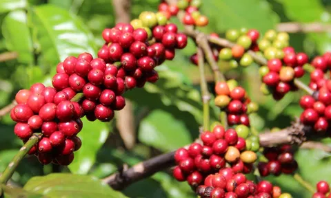 Lo thị trường biến động, doanh nghiệp cà phê chỉ sản xuất cầm chừng