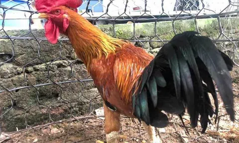 Nuôi thành công giống gà truyền thuyết tiến vua, dịp tết bán 50 triệu đồng/con