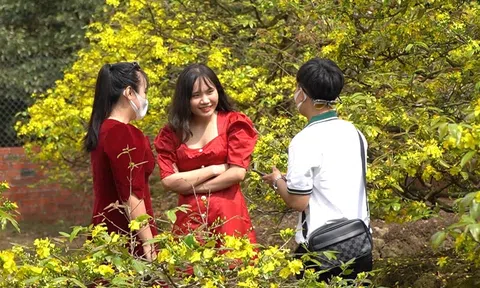 Về nơi cung cấp hơn 50.000 gốc mai dịp tết với 'tuyệt kỹ' nhất đế, nhì thân, tam cành, tứ nụ