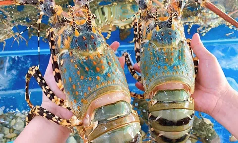 Trung Quốc chuẩn bị ký 3 nghị định thư với Việt Nam, tạo cơ chế đặc biệt xuất khẩu tôm hùm