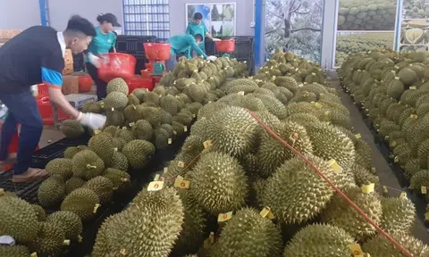 'Thủ phủ' cây ăn trái tìm giải pháp ứng phó với hạn mặn đảm bảo cung ứng trái cây đặc sản dịp Tết