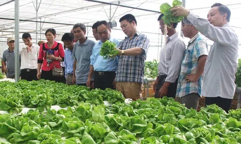 Bắt tay với doanh nghiệp ứng dụng công nghệ cao, nông dân thoát cảnh bấp bênh 'được mùa rớt giá'