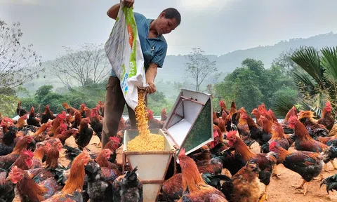 Nông dân vùng cao với tuyệt chiêu nuôi gà 'thái giám' tết đến lại cháy hàng