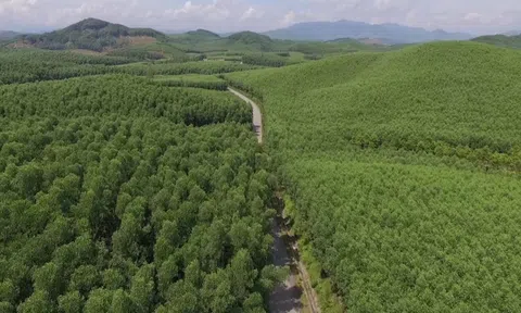 Huy động gần 9.500 tỉ đồng trồng cây xanh, Việt Nam đạt tỷ lệ che phủ rừng trên 42%