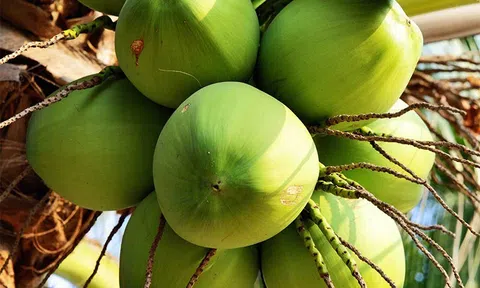 Dừa Bến Tre trở thành cây công nghiệp chủ lực Quốc gia tạo nên tầm vóc ngành dừa Việt Nam