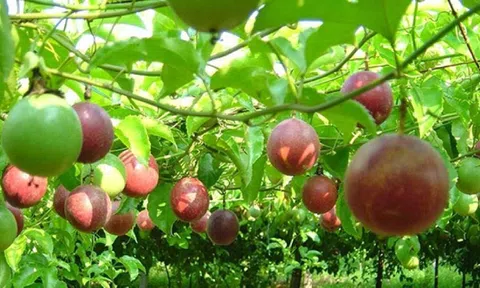 Hợp tác thương mại Việt Nam và Australia rộng cửa cho nhiều nông sản xuất khẩu