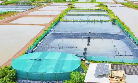 Nuôi tôm sạch từ nguồn năng lượng xanh hướng phát triển bền vững ở Bạc Liêu