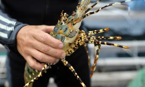 Tắc đường biên, tôm hùm theo máy bay phục vụ thực khách Thủ đô