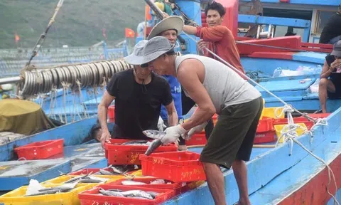 Sau những chuyến đi biển đầy cá ngừ, ngư dân Bình Định chuẩn bị vươn khơi xuyên Tết