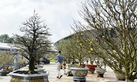 Sức hút tại chợ hoa tết Đà Nẵng, mai bày vỉa hè có giá tiền tỷ