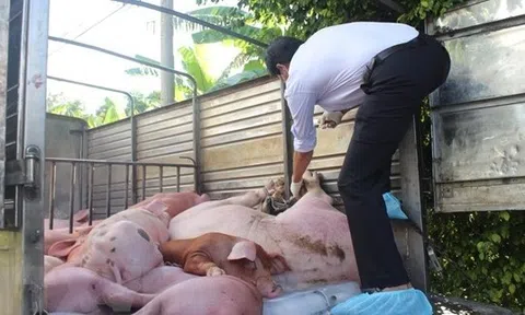 Nhập lậu động vật đẩy người chăn nuôi vào thua lỗ và lây lan dịch bệnh trên vật nuôi