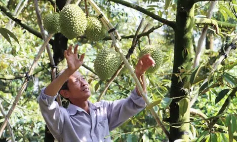 Trồng 2.000 m2 sầu riêng thu 650 triệu đồng dịp tết, những kỳ vọng mới cho "cây tỷ đô" năm 2024