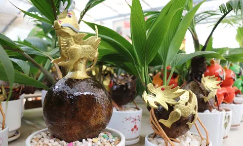 Thế giới linh vật hiện diện qua tác phẩm bonsai dừa tạo sức hút đặc biệt dịp tết