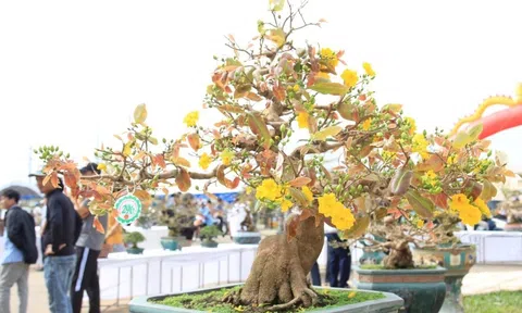 Những ngày giáp tết, mai vàng Bình Định nhận thêm tin vui khẳng định đẳng cấp