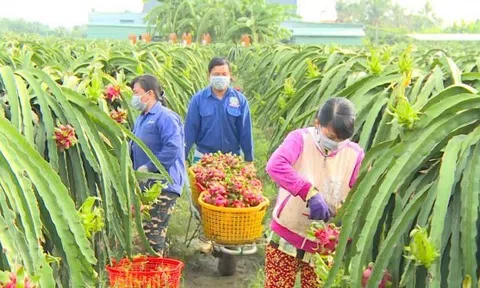 Tiền Giang tự tin đưa thanh long ruột đỏ lên vùng hạn mặn nâng chất tạo vị thế xuất khẩu