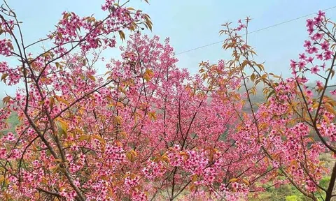 Đào rừng nở rộ, non cao Mù Căng Chải tràn sắc xuân ngày giáp Tết