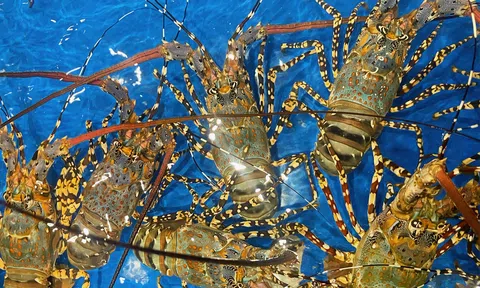 Vừa kêu gọi 'giải cứu' giá tôm hùm bông đã tăng mạnh những ngày giáp Tết