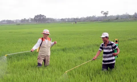 Cánh tác lúa '3 không' bằng thảo dược nông dân hồ hởi thu 'trái ngọt'