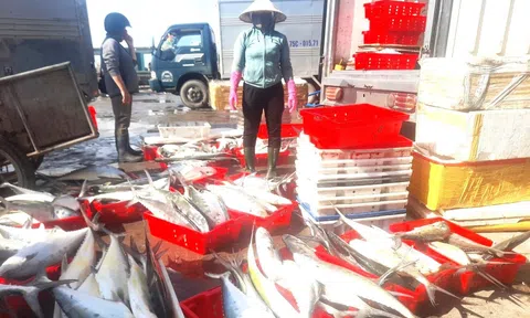 Chuyến đi biển giáp Tết, mỗi tàu ngư dân Quảng Trị thu hàng chục tấn cá