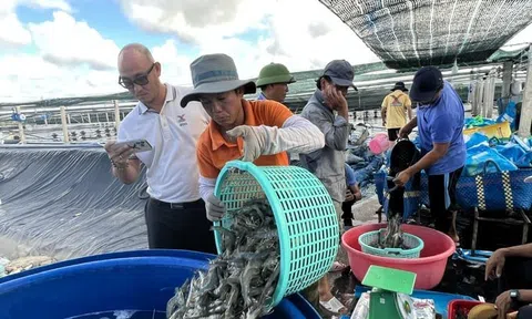 Nuôi tôm tuần hoàn nước công nghệ cao, lời giải bài toán phát triển bền vững tại Bạc Liêu