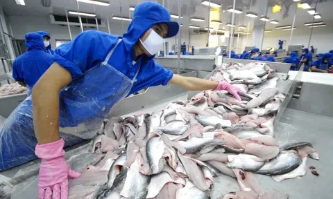 Xuất khẩu cá tra sang Mỹ khả quan, chờ 'biến số' từ những thị trường truyền thống