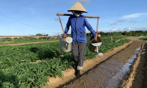 Nông nghiệp xanh và hành trình nâng chất hướng tới phát triển bền vững